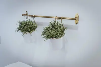 a group of plants hanging on a wall at NYC Loft Inspired •12 mins to WEM •Vintage arcade in Edmonton