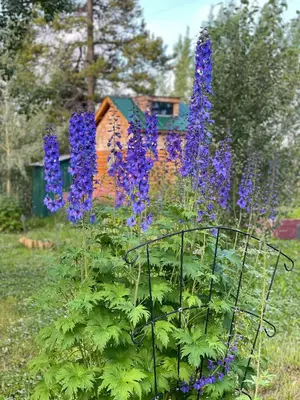 a bunch of purple flowers in a garden at Yukon River Farm in Whitehorse