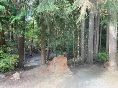 a tree stump in the middle of a forest at The Lions Self Contained Suite, Shared Pool, Hot Tub, Views in North Vancouver