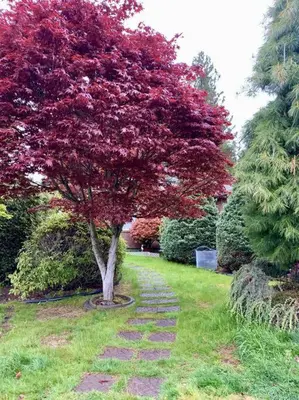 a tree with red leaves on a walkway at Waterfront Eagle Nest in Nanaimo