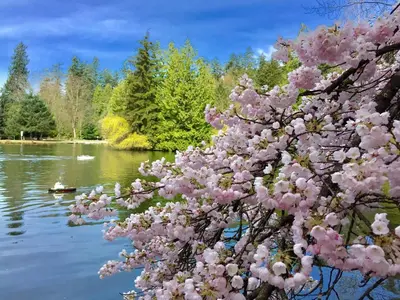 a tree with pink flowers in front of a lake at Burnaby Metrotown Cozy 3 Bedroom Suite Walk to Skytrain and Malls in Burnaby