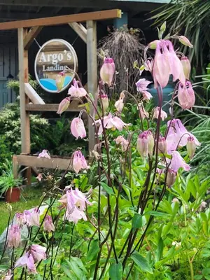 a bunch of pink flowers in front of a sign at Argo's Landing in Bamfield