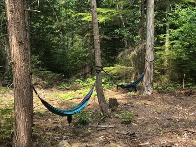 two hammocks tied to trees in the woods at Mini Moo-light Cabin in Clearwater